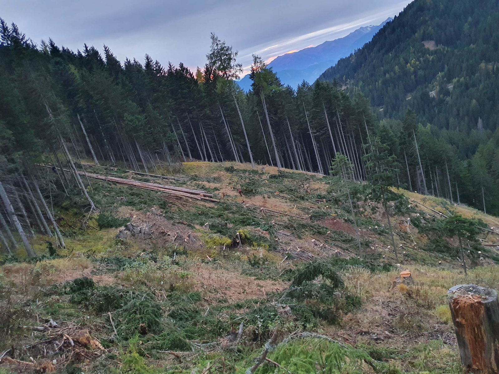 gerodeter Wald von Holzschlägerung David Auer